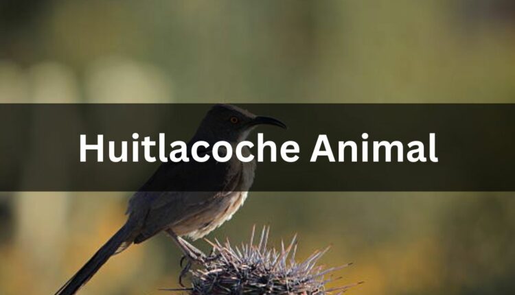 huitlacoche animal